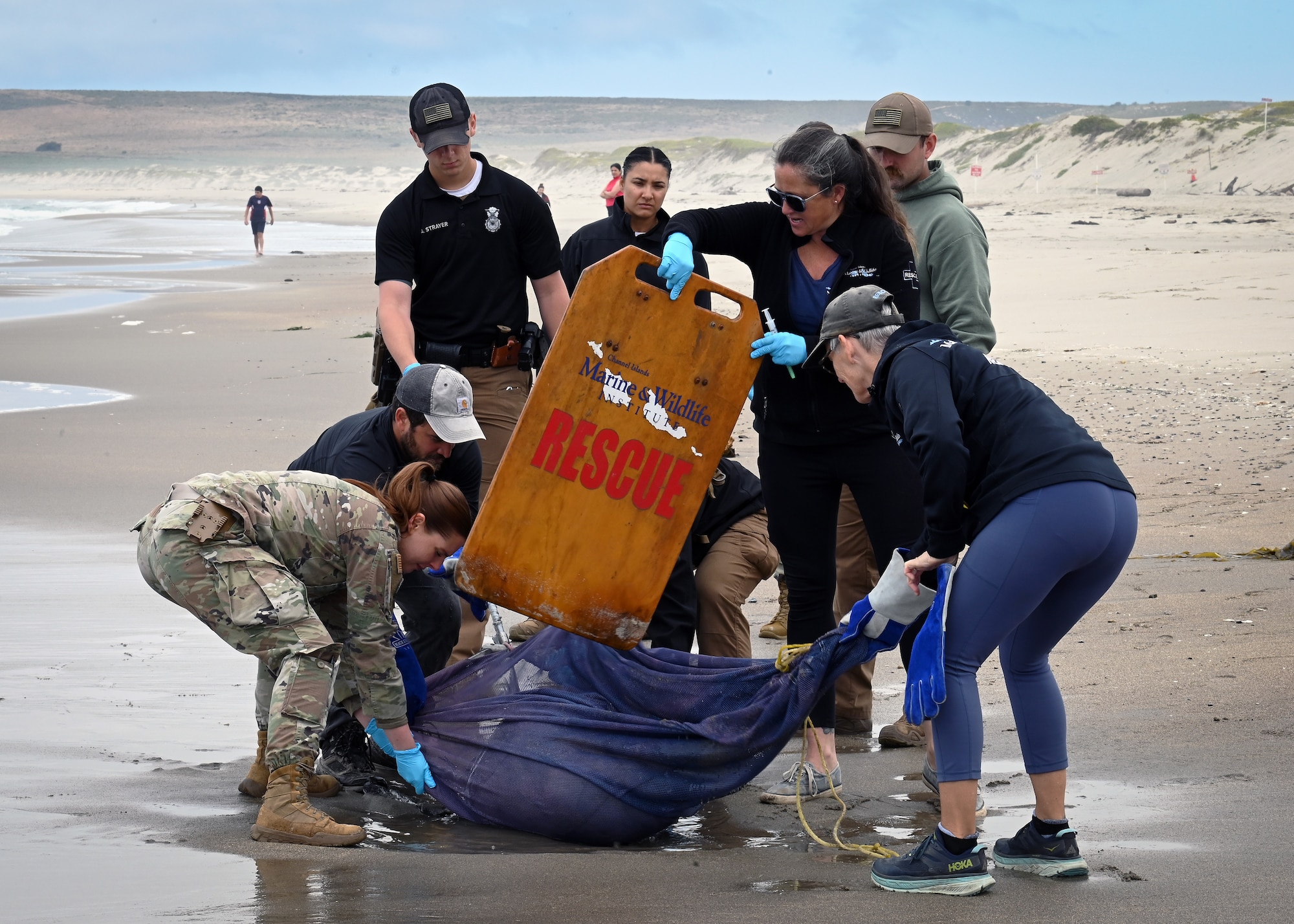 Rescue volunteers net and contain a sea lion.