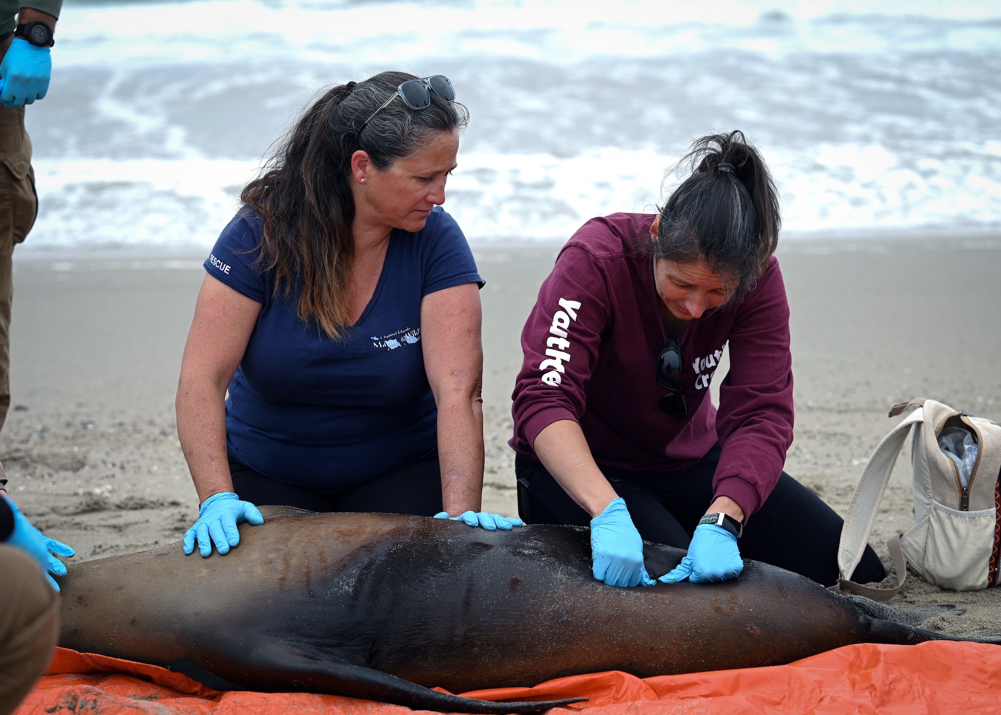 Two women take a urine sample from a sea lion.