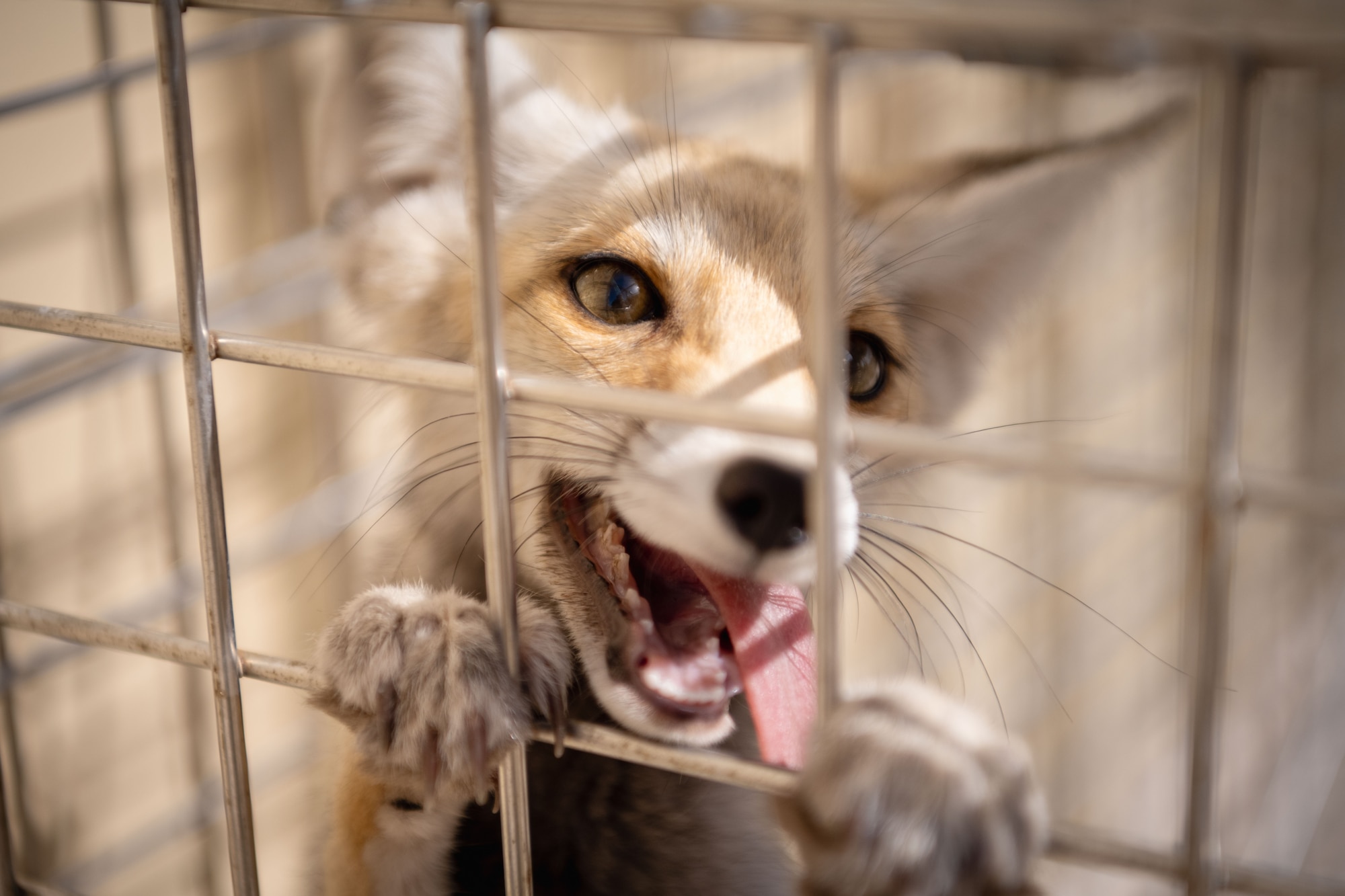 The desert fox is typically a nocturnal species and a scavenger, gravitating to dumpsters and water run-offs throughout the night. As a result of their growing population, the 379th Expeditionary Civil Engineer Squadron entomology team has started a relocation program to move the wild animals outside of the installation. (U.S. Air Force photo)
