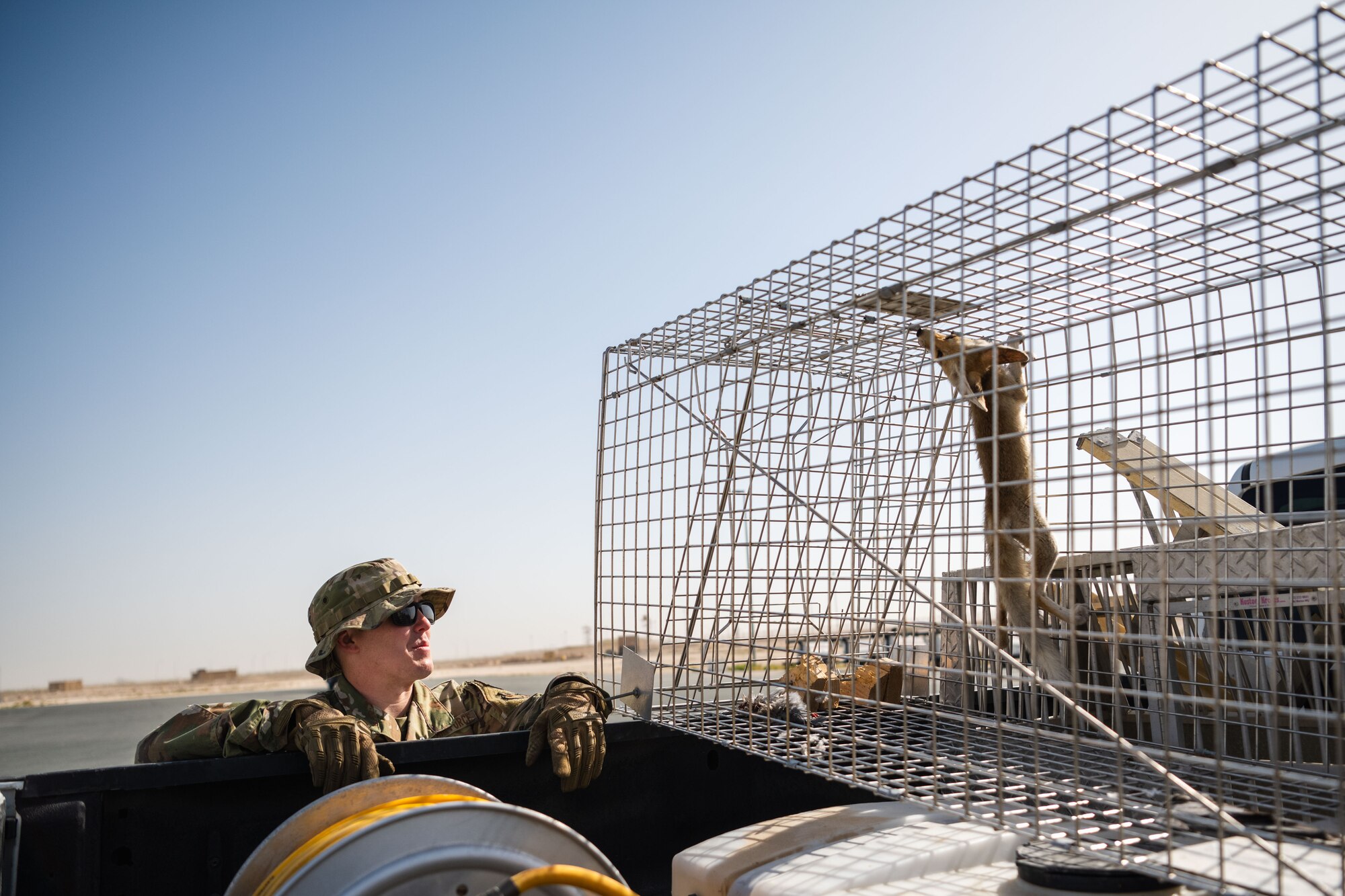 The sand fox, like other wild animals, are carriers of diseases and hosts to parasites. The 379th ECES entomology team is taking a proactive approach to the issue by catching and relocating the fox population away from service members. (U.S. Air Force photo)