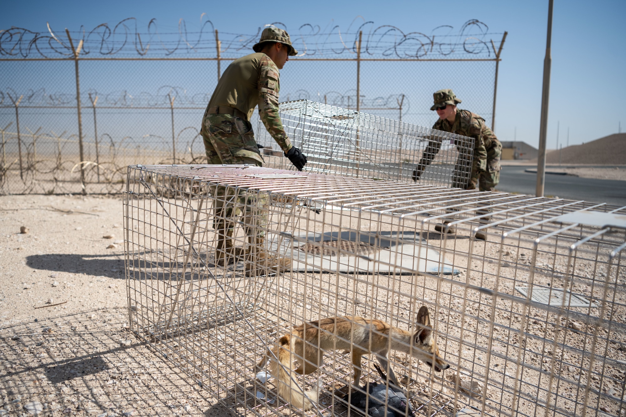 The 379th CES entomology team is responsible for maintaining total force health and ensuring minimal environmental impact on mission capabilities. To accomplish this, the duo tries to catch and relocate much of the sand fox, or Rüppell's fox, population outside of the installation. (U.S. Air Force photo)
