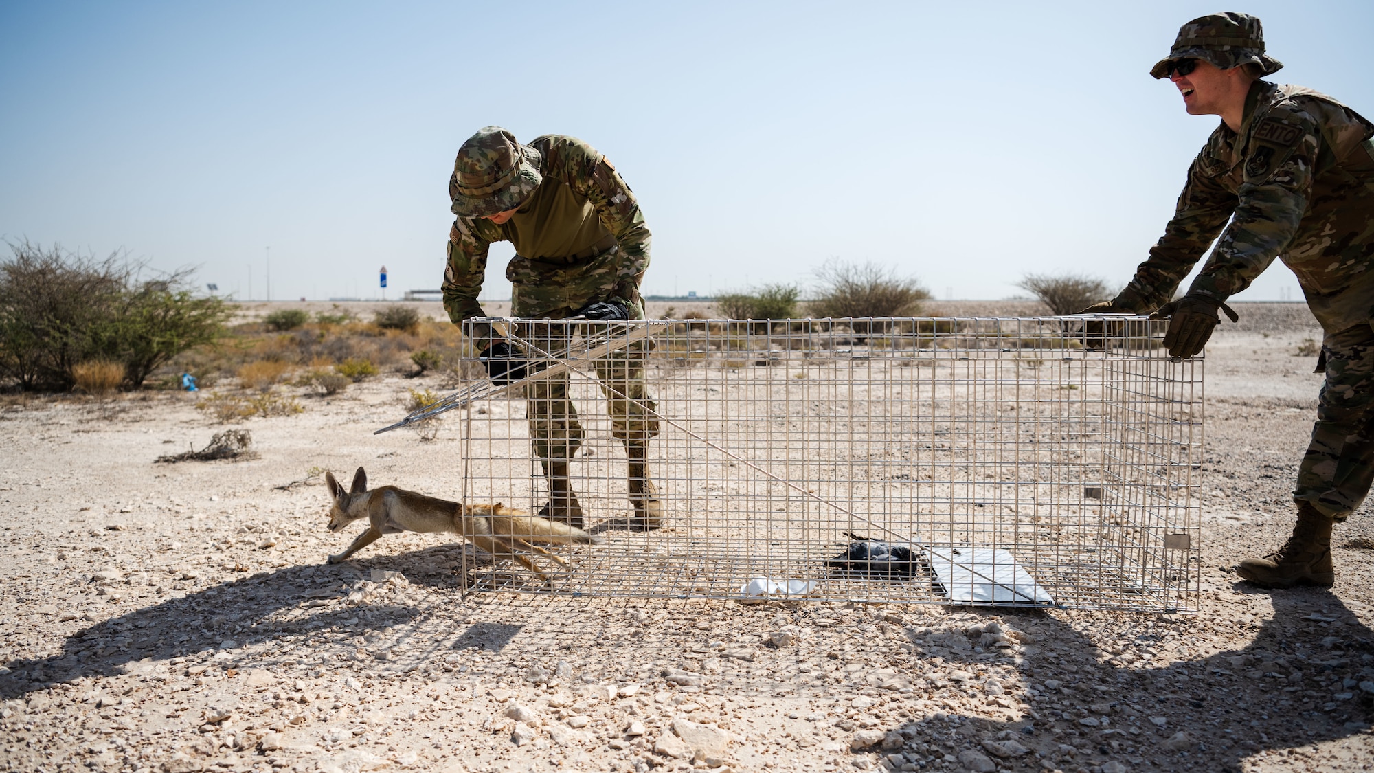 The 379th ECES entomology team is proactively approaching the issue by catching and relocating the fox population away from service members. (U.S. Air Force photo)