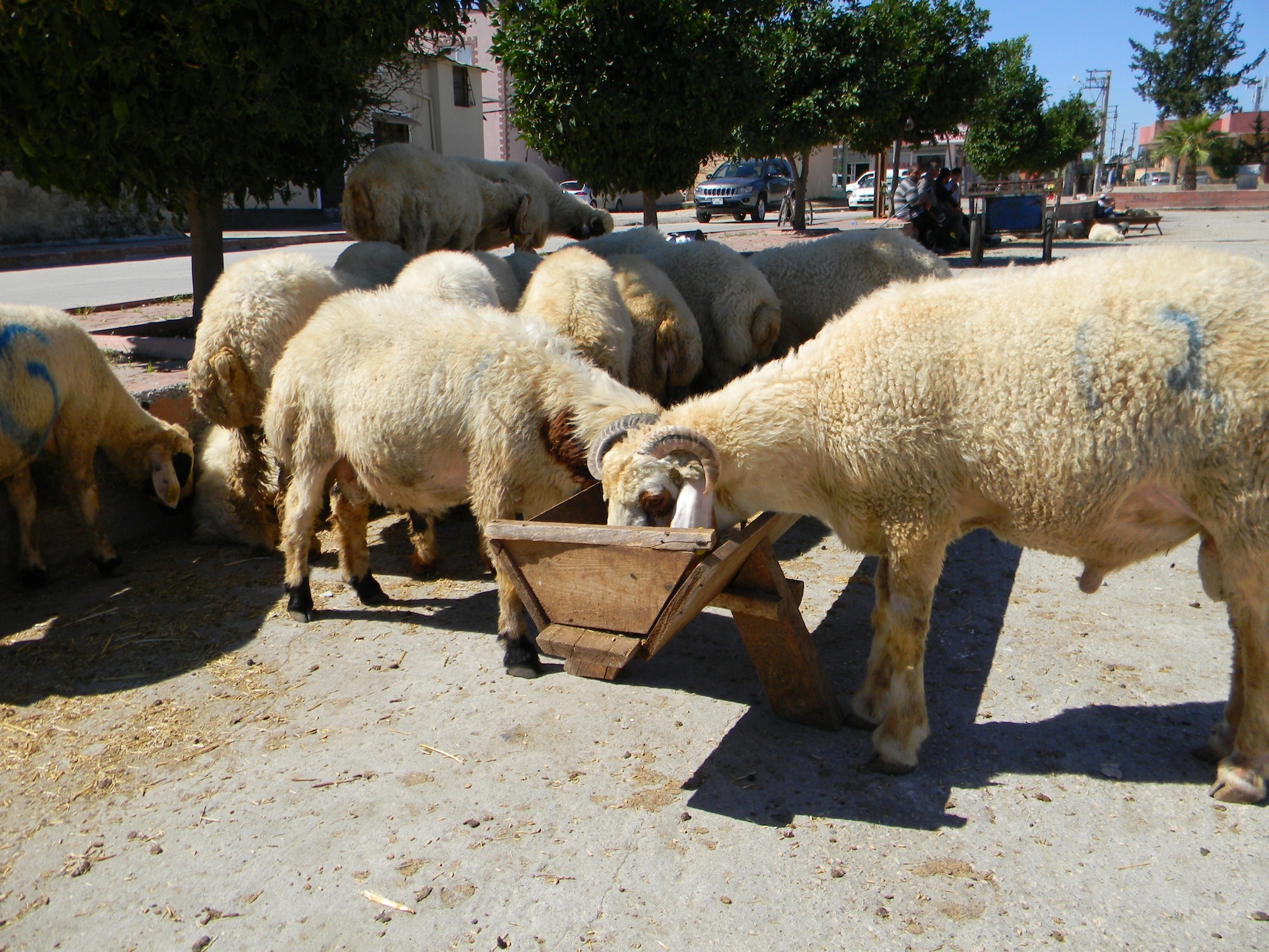 Sheep feeding at a trough
