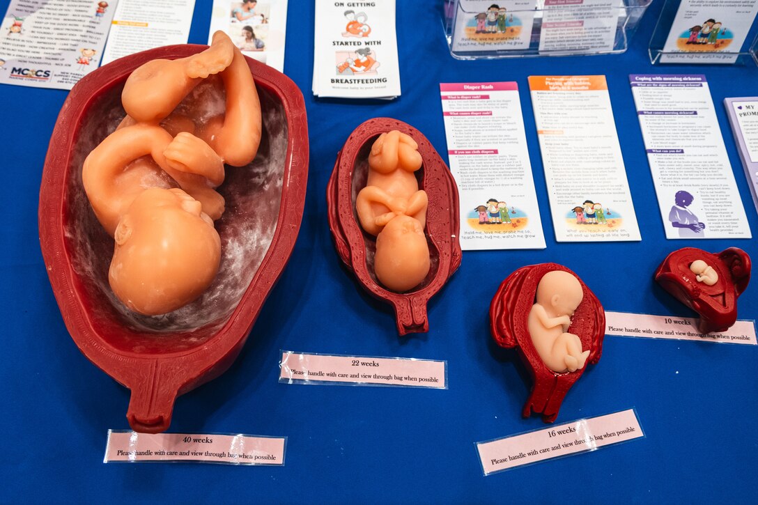 Simulated developing fetuses inside wombs are displayed the 2024 Ages and Stages community event outside the Camp Foster Community Center on Okinawa, Japan, May 18, 2024. The Marine Corps Community Services New Parent Support branch hosted the event to showcase available parental resources, including parenting classes, briefings, and home visitations. (U.S. Marine Corps photo by Cpl. Jonathan Beauchamp)