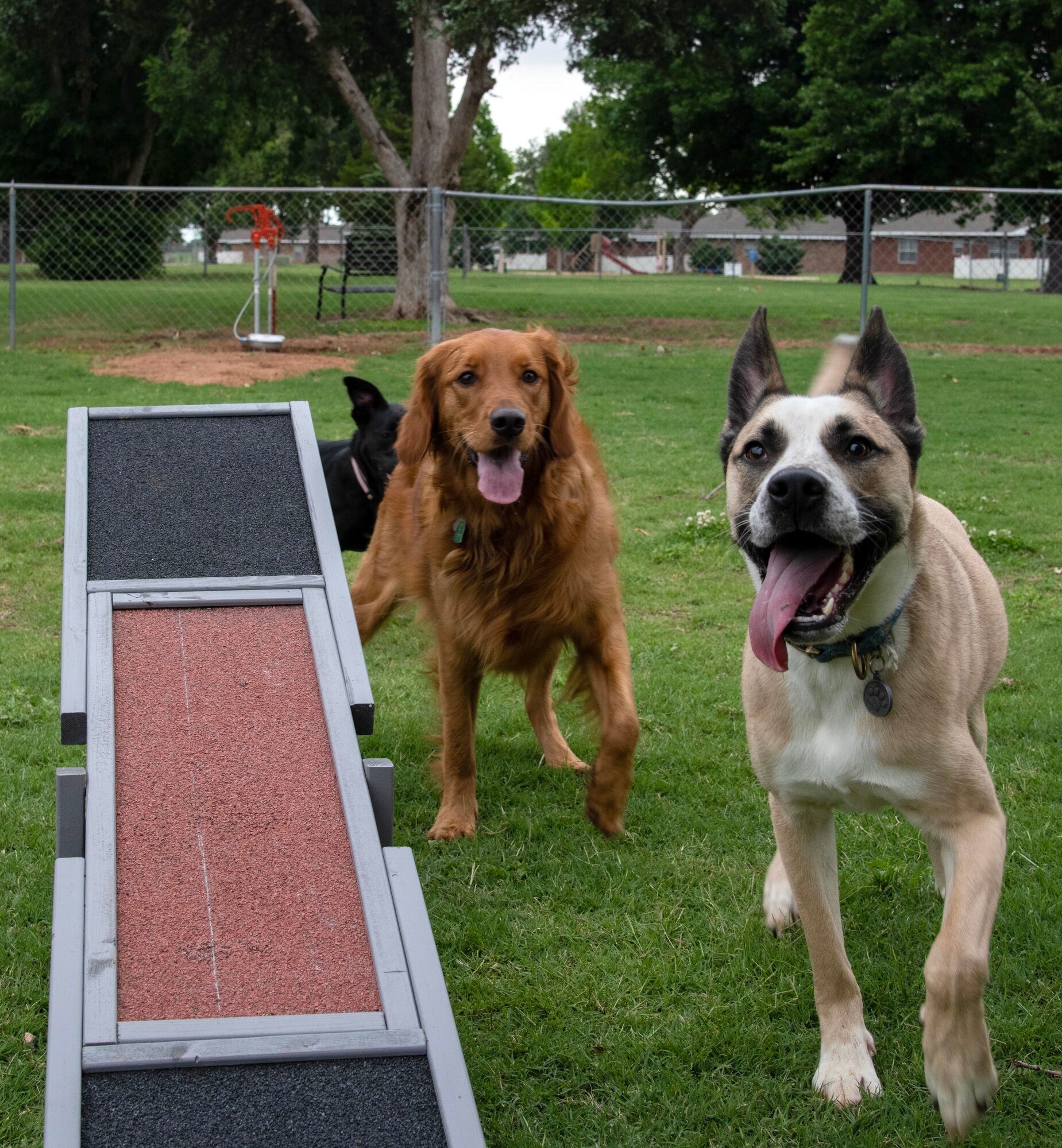 Dog Park