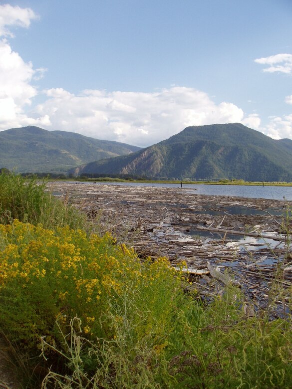 Photo of a drift yard of stagnant logs, along the banks of a river in Idaho.