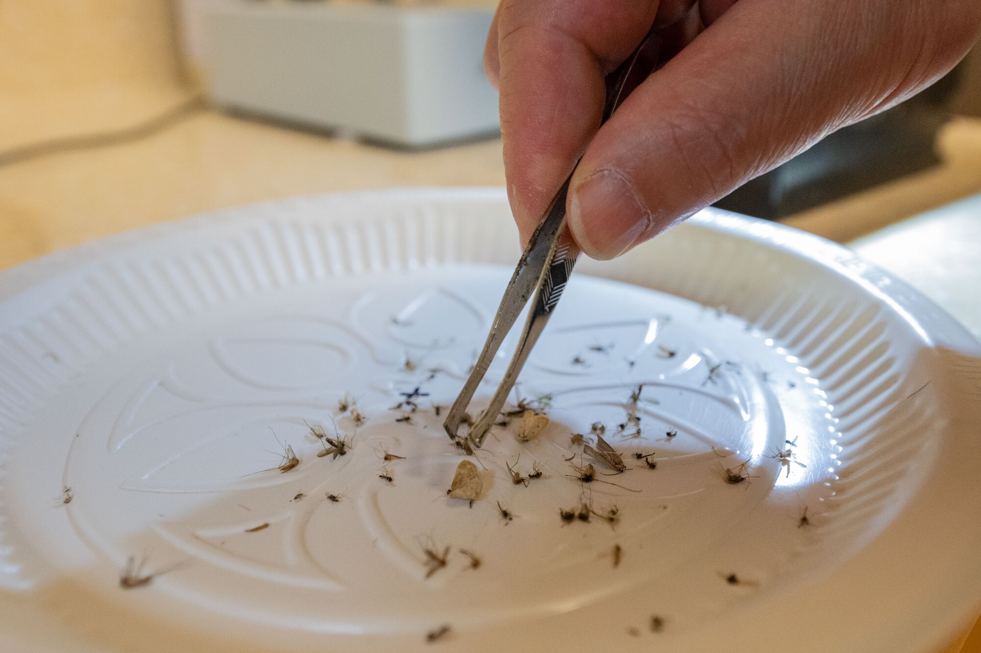 Kye Son Kim, 8th Operational Medical Readiness Squadron public health inspector, separates male and female mosquitoes for testing during mosquito surveillance season.