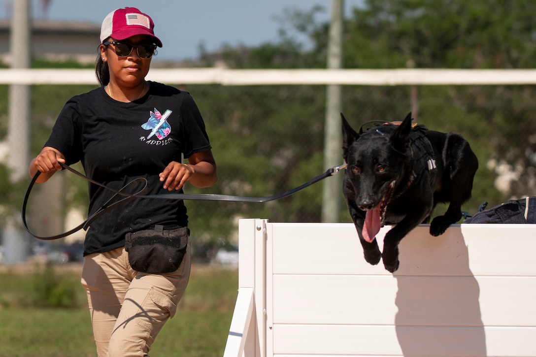 A sailor holds a military working dog's leash as it jumps over a half wall during an outdoor competition.