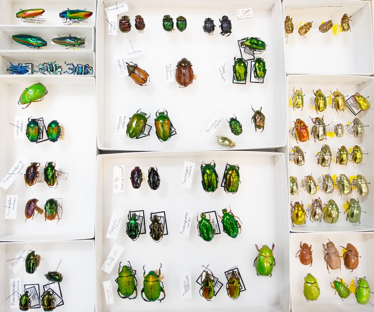 Various beetle species lay on display