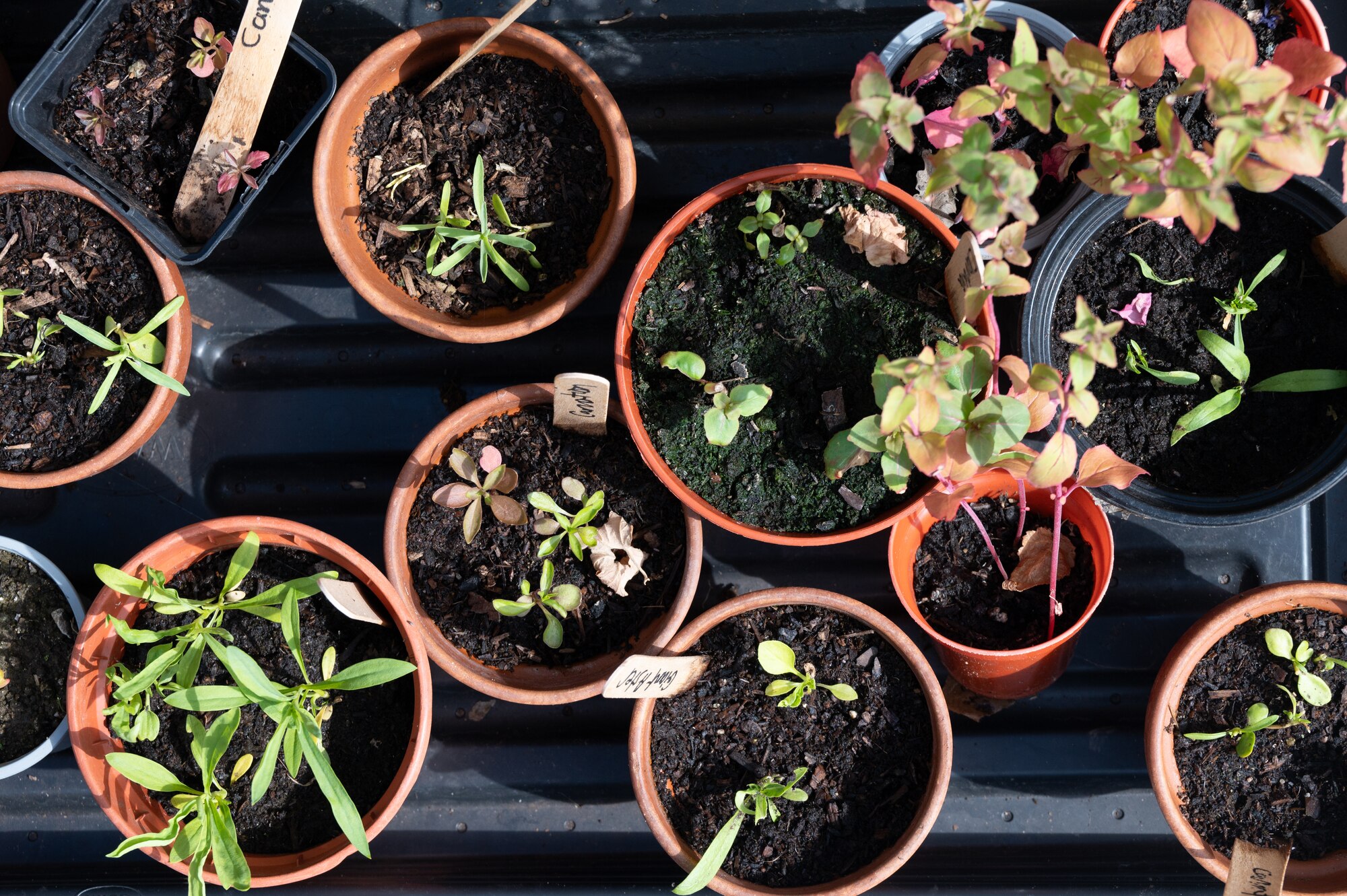 Various plants are scattered around the library courtyard