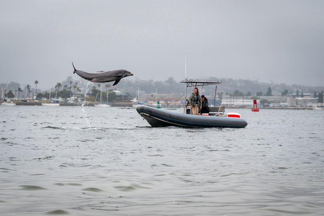 A dolphin jumps high above the water as people in a small boat watch.