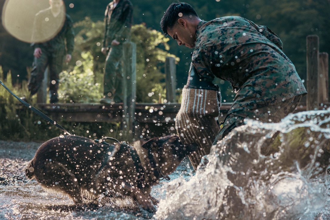 U.S. Marine Corps Cpl. Ryan Rubio, a Palmdale, California native and K-9 chief trainer with Provost Marshall Office K-9, left, conducts water aggression training with military working dogs on Marine Corps Base Quantico, Virginia, June 14, 2024. MWDs receive follow on training upon arriving at their assigned units; one of those trainings is water aggression which develops their comfortability in water-based environments. (U.S. Marine Corps photo by Lance Cpl. Joaquin Dela Torre)