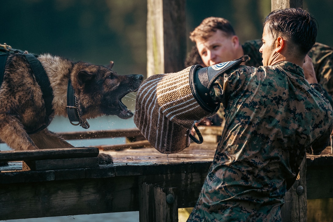 U.S. Marine Corps Cpl. Ryan Rubio, a Palmdale, California native and K-9 chief trainer with Provost Marshall Office K-9, left, conducts water aggression training with military working dogs on Marine Corps Base Quantico, Virginia, June 14, 2024. MWDs receive follow on training upon arriving at their assigned units; one of those trainings is water aggression which develops their comfortability in water-based environments. (U.S. Marine Corps photo by Lance Cpl. Joaquin Dela Torre)