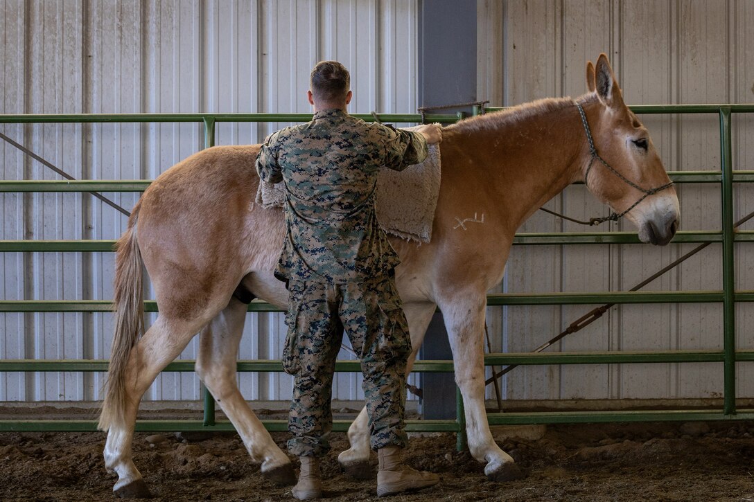 A Marine puts a pack on a mule in a closed barn-like area.