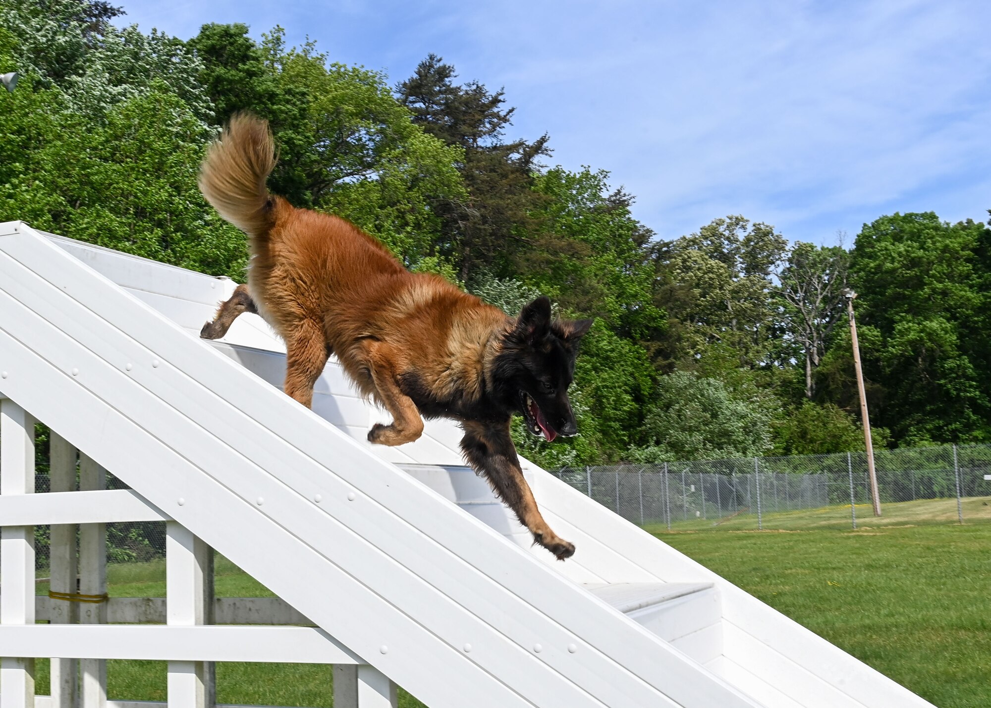 Dog walking down steps.