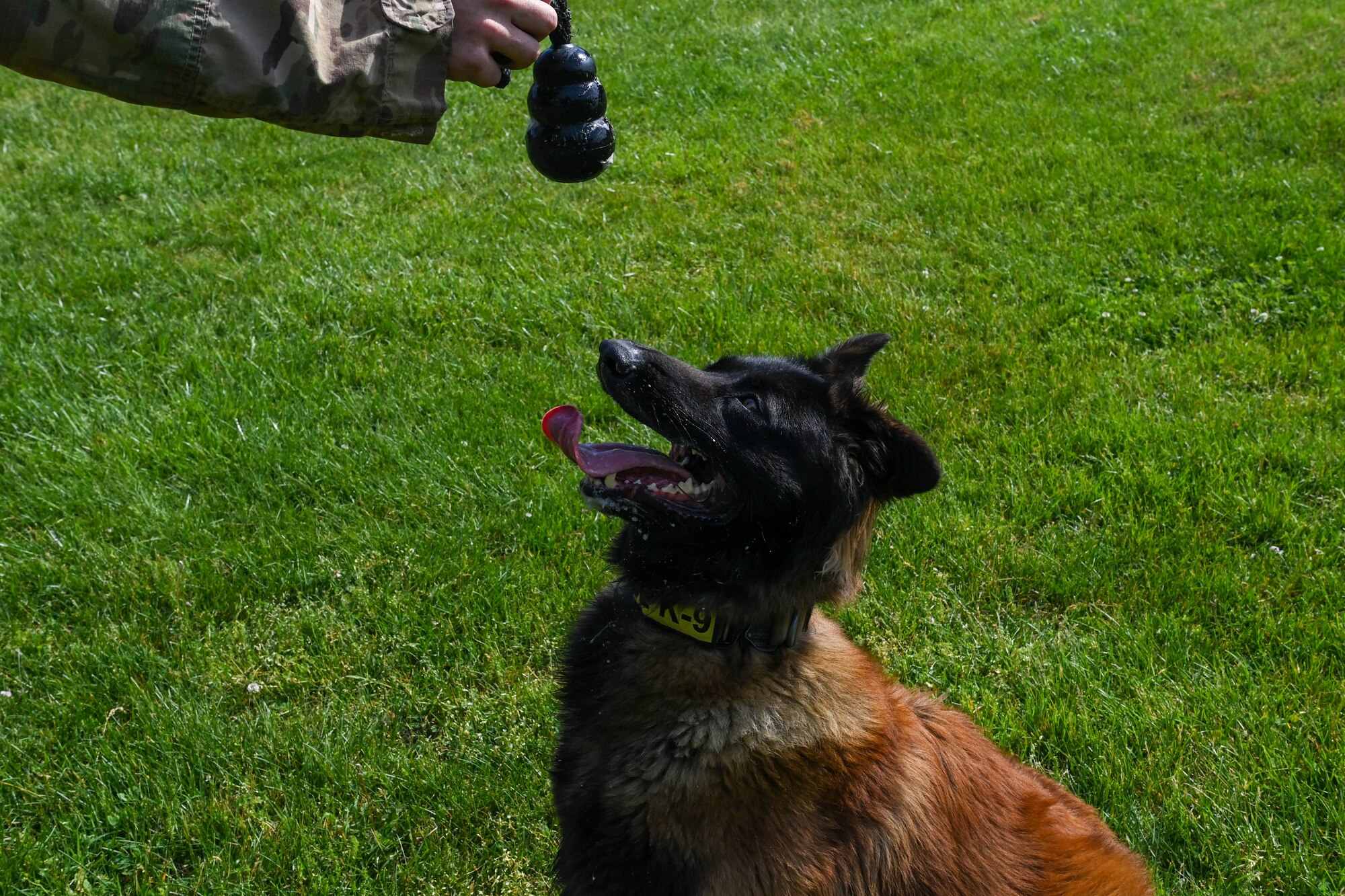Dog waiting for toy.