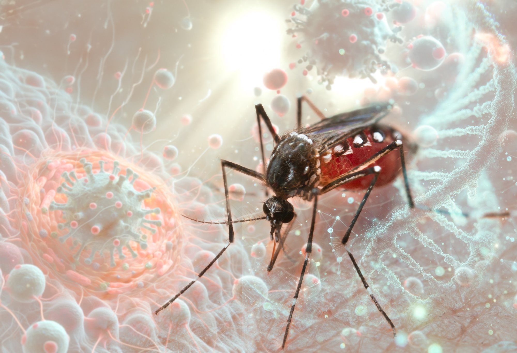 Mosquito