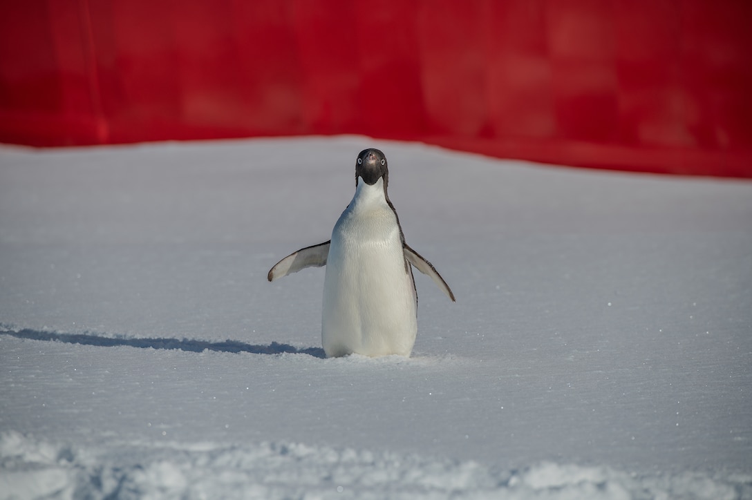 Close-up photo of a penguin standing on snowy ground.