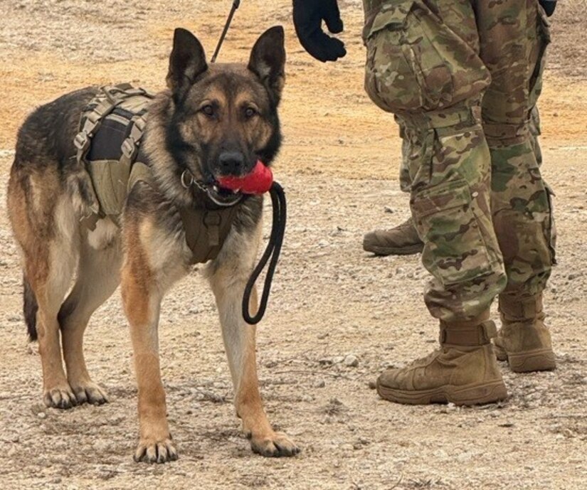 A military working dog with a red training toy in its mouth stands on sandy terrain to the left of two soldiers.