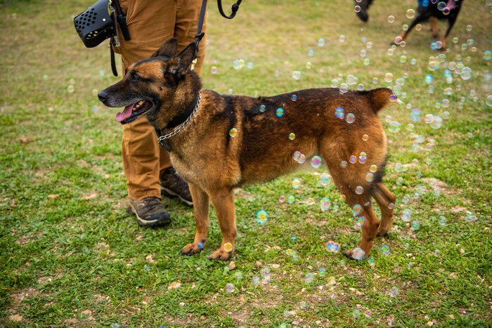 Military Working Dog trainers assigned to the 341st Training Squadron introduce K-9’s awaiting training assignment to a newly incorporated enrichment program on Feb. 21. 2024, JBSA-Lackland, Texas (U.S. Air Force Photo By Jonathan Cotto) The program focuses on optimizing MWD performance by providing significant enrichment for their mental, physical, and psychological development. The mission of the 341st Training Squadron is to provide trained military working dogs and handlers for the Department of Defense, other government agencies and allies through training, logistical, veterinary support and research and development for security efforts worldwide. . (U.S. Air Force Photo by Jonathan Cotto)