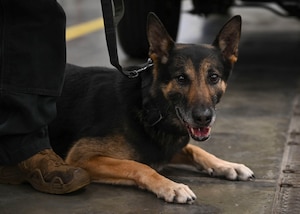 Military working dogs provide security to personnel stationed in the tri-base area, as well as deployed Airmen across the world, training daily to ensure they are ready to complete any mission.