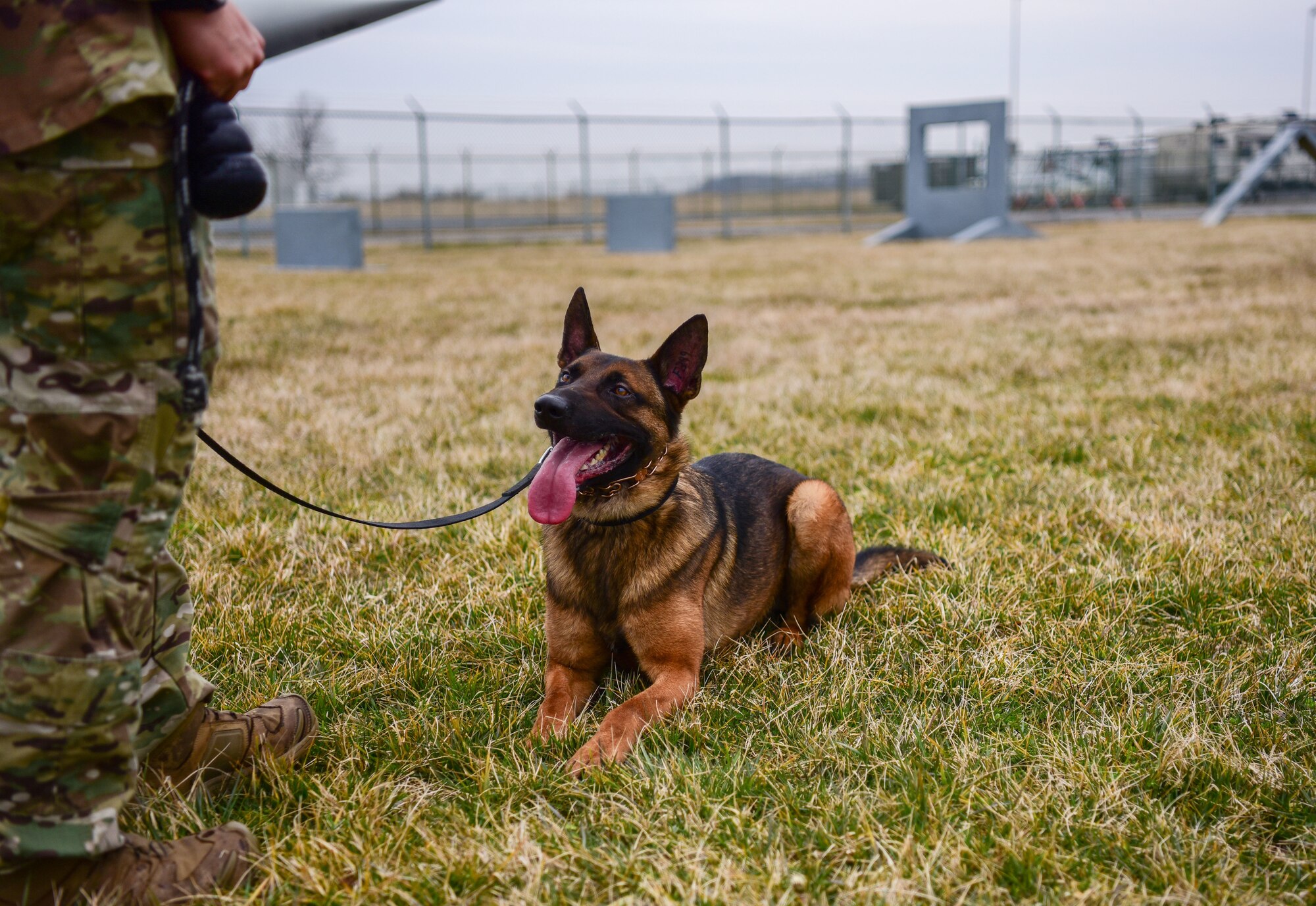 Tako, a Military Working Dog (MWD) Drug Detector with the 436th Security Forces Squadron, rests posts-training at Dover Air Force Base, Delaware, Feb. 23, 2024. Certified MWDs contribute to security measures against narcotics. Toni's training encompasses the detection of heroin, marijuana, and methamphetamine. (U.S. Air Force Photo by Staff Sgt. Alexandra Minor)