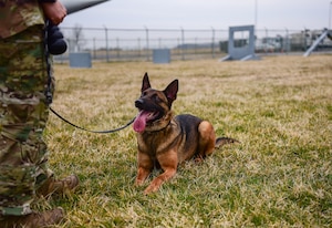 Tako, a Military Working Dog (MWD) Drug Detector with the 436th Security Forces Squadron, rests posts-training at Dover Air Force Base, Delaware, Feb. 23, 2024. Certified MWDs contribute to security measures against narcotics. Toni's training encompasses the detection of heroin, marijuana, and methamphetamine. (U.S. Air Force Photo by Staff Sgt. Alexandra Minor)