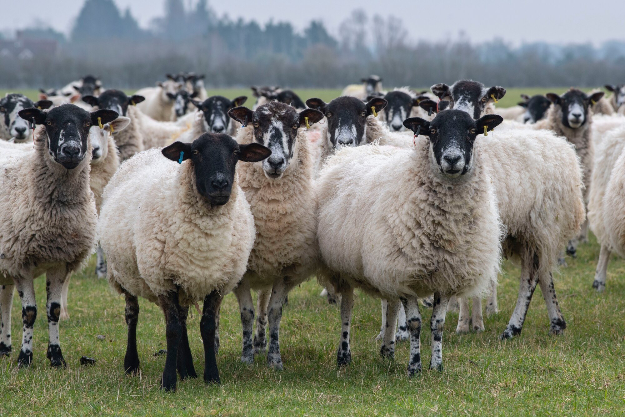 Sheep stop grazing to look at a cameraman at RAF Croughton