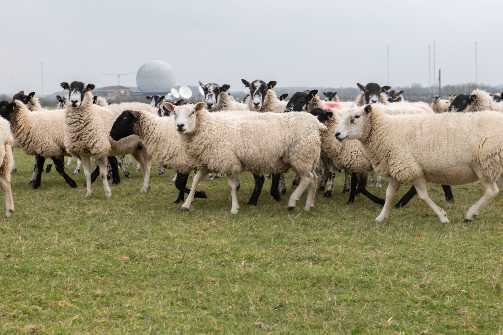 Sheep stop grazing to look at a cameraman at RAF Croughton