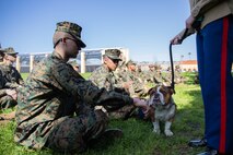 U.S. Marine Corps Pfc. Bruno, the mascot of Marine Corps Recruit Depot San Diego and the Western Recruiting Region, interacts with recruits with 1st Recruit Training Battalion, Recruit Training Regiment, at MCRD San Diego, California, March 8, 2024. The mascot's job is to boost morale, participate in outreach work, and attend events and ceremonies. (U.S. Marine Corps photo by Lance Cpl. Eric Valerio)