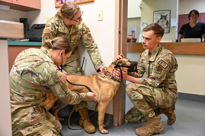 U.S. Army Maj. Kaila Chung, chief of veterinary readiness activity, San Diego, Travis Branch, gives U.S. Air Force military working dog (MWD) Azur a semi-annual physical at Beale Air Force Base, California, Jan. 31, 2024.