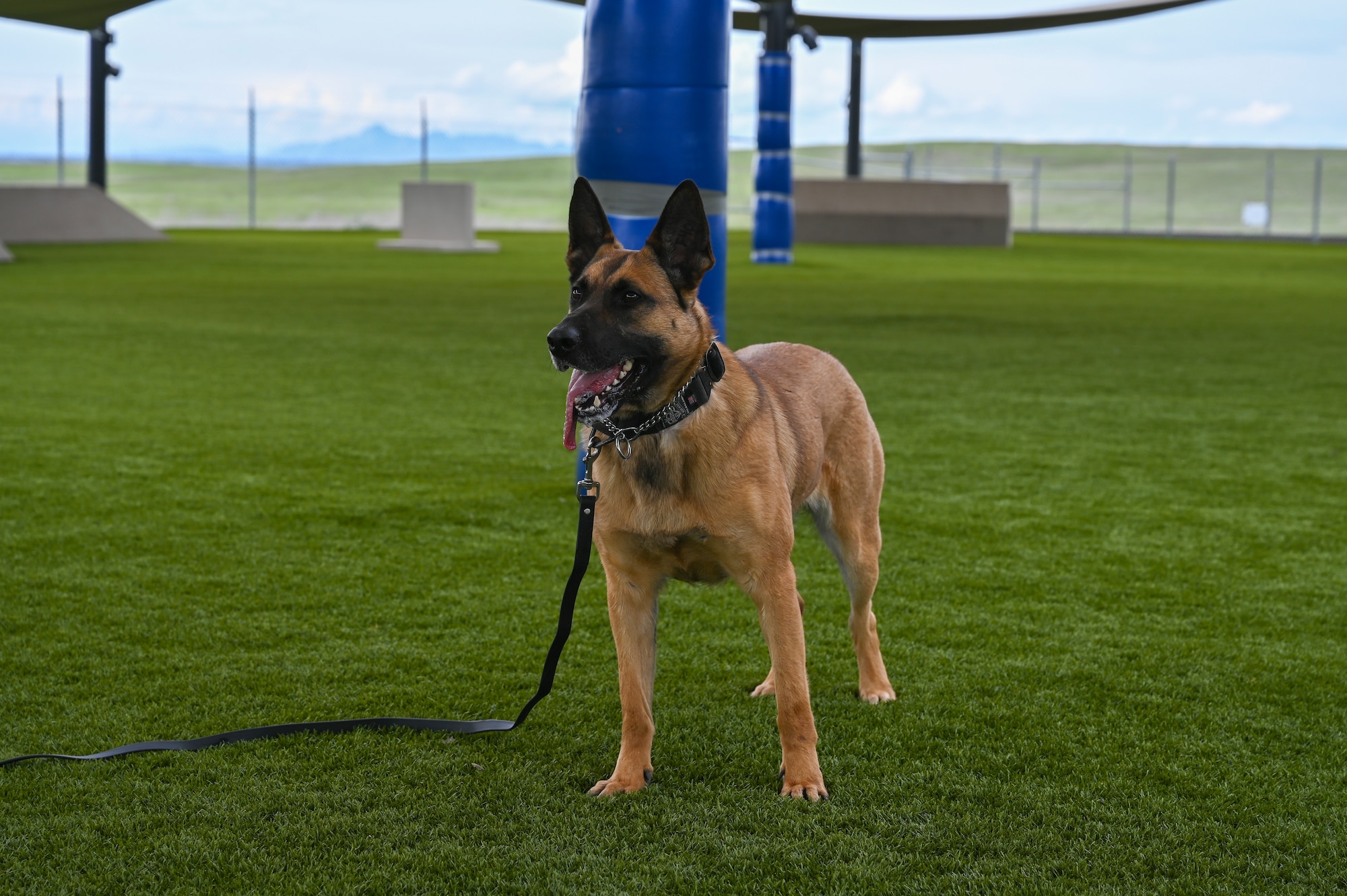U.S Air Force Military Working Dog (MWD) Azur waits for a command on the training pad at the kennel on Beale Air Force Base, California, Feb. 29, 2024.