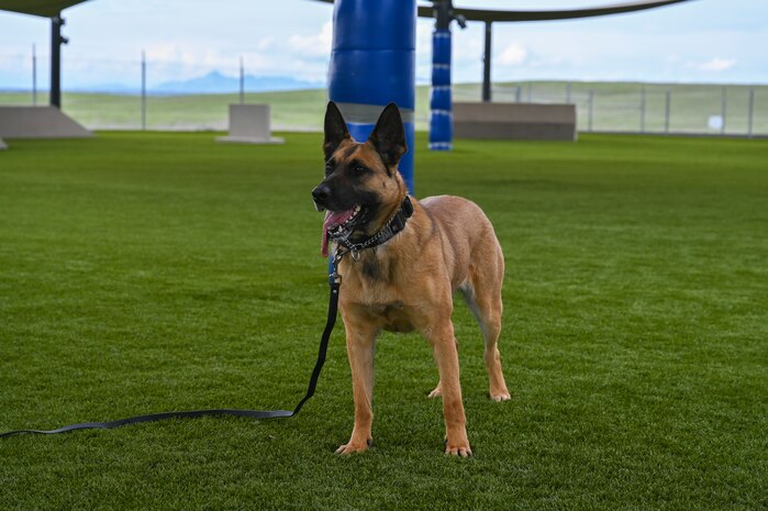 U.S Air Force Military Working Dog (MWD) Azur waits for a command on the training pad at the kennel on Beale Air Force Base, California, Feb. 29, 2024.