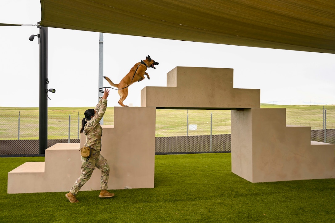 An airman directs a military working dog as it climbs steps of an obstacle course on a training field.