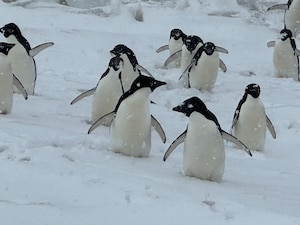 Penguins waddle about in the Antarctic summer near McMurdo Station, Antarctica, December 2023. These penguins were photographed by Senior Master Sgt. Jeff Reynolds who deployed for Operation Deep Freeze, a joint Department of Defense mission to resupply McMurdo station in support of the National Science Foundation's research. (Courtesy photo)