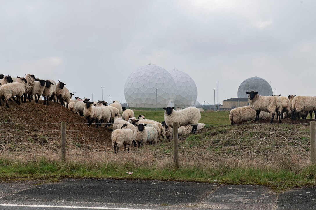 Sheep graze and look toward a camera with large, globe-like satellite antenna structures in the background.