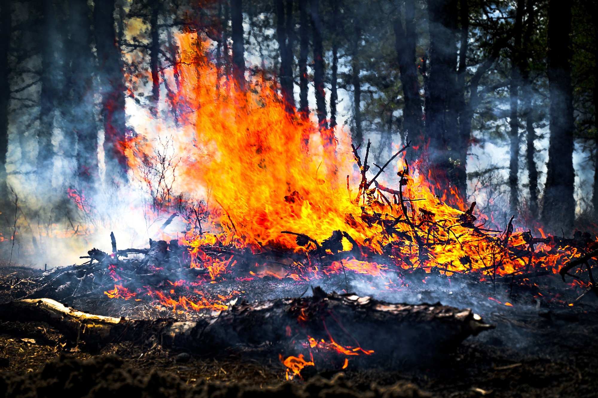 Undergrowth burns during a firebreak demonstration at Manchester Township, N.J. on 13 March, 2024. Officials toured a strategic forest fuel break in Manchester Township, N.J., March 13, 2024. Officials toured a strategic forest fuel break in Manchester Township, Ocean County, one of three wildfire resilience projects in the Pinelands funded through the U.S. Department of Defense’s Readiness and Environmental Protection Integration Challenge Program. REPI facilitates long-term partnerships to improve resilience to climate change, preserve wildlife habitats and natural resources, and promote sustainable land uses near military installations and ranges. (U.S. Air Force photo by Senior Airman Matt Porter)
