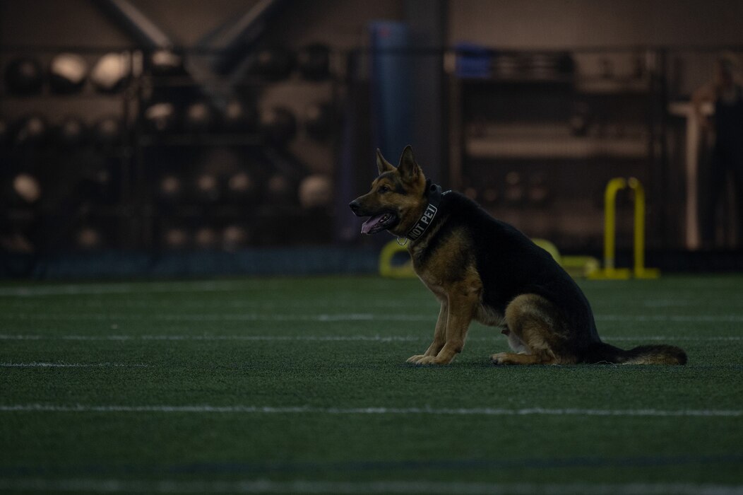 A military working dog named Kiko waits for a command from his handler.