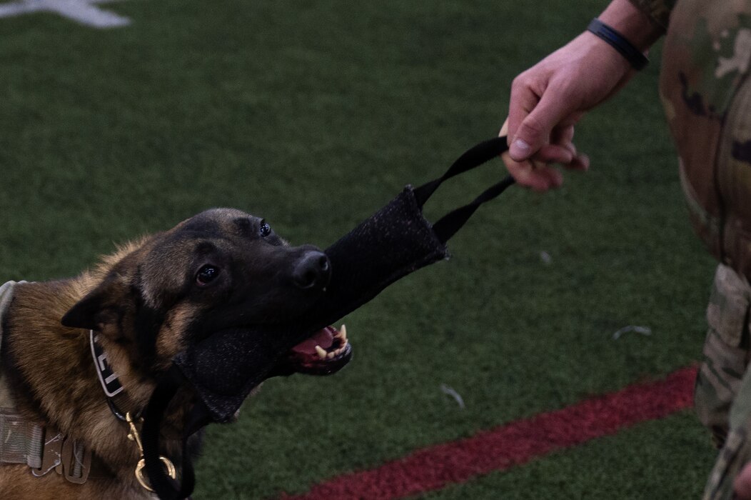 A military working dog bites a training toy at Eielson Air Force Base.