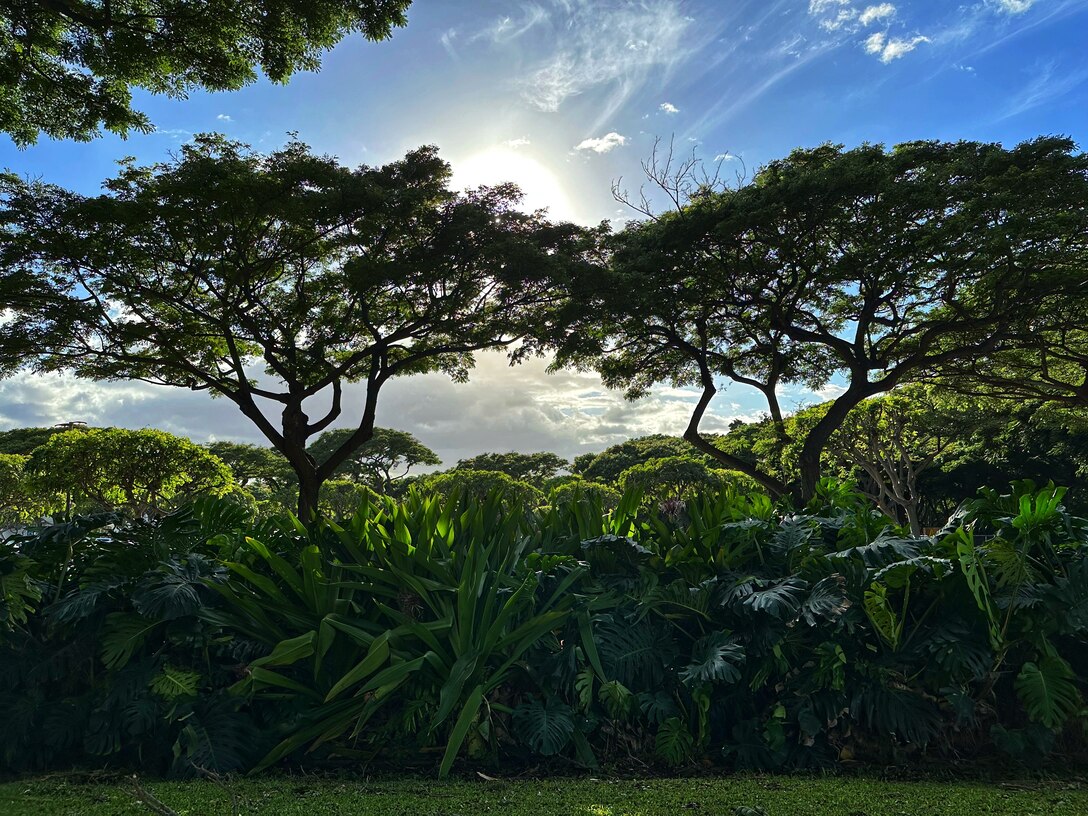 Foliage in Wailea, Hawaiʻi, Nov. 15, 2023.