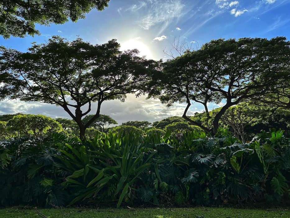 Foliage in Wailea, Hawaiʻi, Nov. 15, 2023. Photo by Karyn Matthews, emergency manager, Emergency Management Branch. Matthews was on Maui in support of the Hawai‘i Wildfires Recovery mission.