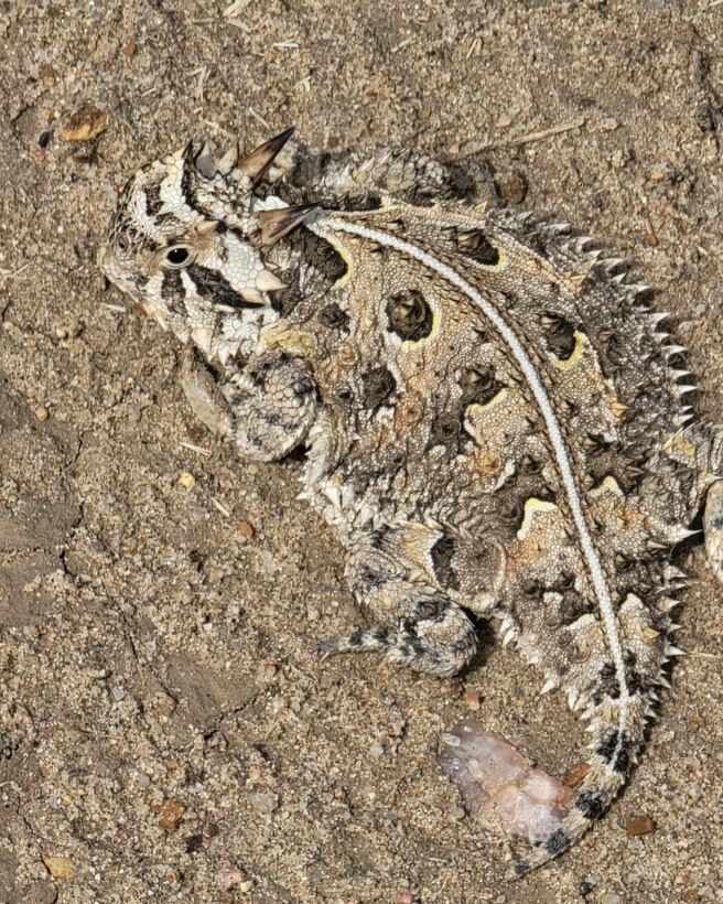 A Texas Horned Lizard attempts to blend into its surroundings near John Martin Reservoir, Colorado, July 13, 2023. Texas Horned Lizards range from Colorado and Kansas down to Northern Mexico.