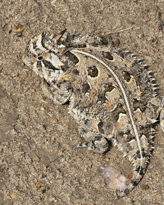 A Texas Horned Lizard attempts to blend into its surroundings near John Martin Reservoir, Colorado, July 13, 2023. Texas Horned Lizards range from Colorado and Kansas down to Northern Mexico. Photo by Trevor Schuller, Natural Resource Specialist at John Martin Reservoir.