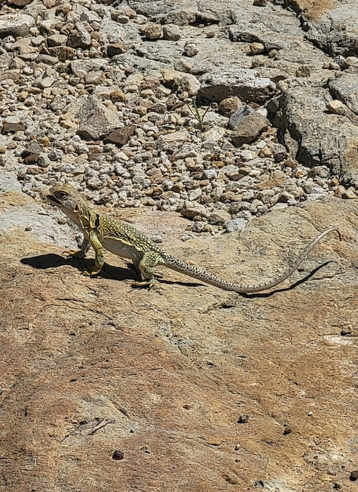 A female eastern collared lizard in an alerted stance, at John Martin Reservoir, Colorado, July 20, 2023. Collared lizards are most known for their ability to run on their hind leg and are commonly found in the south-central United States and Mexico. Photo by Trevor Schuller, Natural Resource Specialist at John Martin Reservoir.