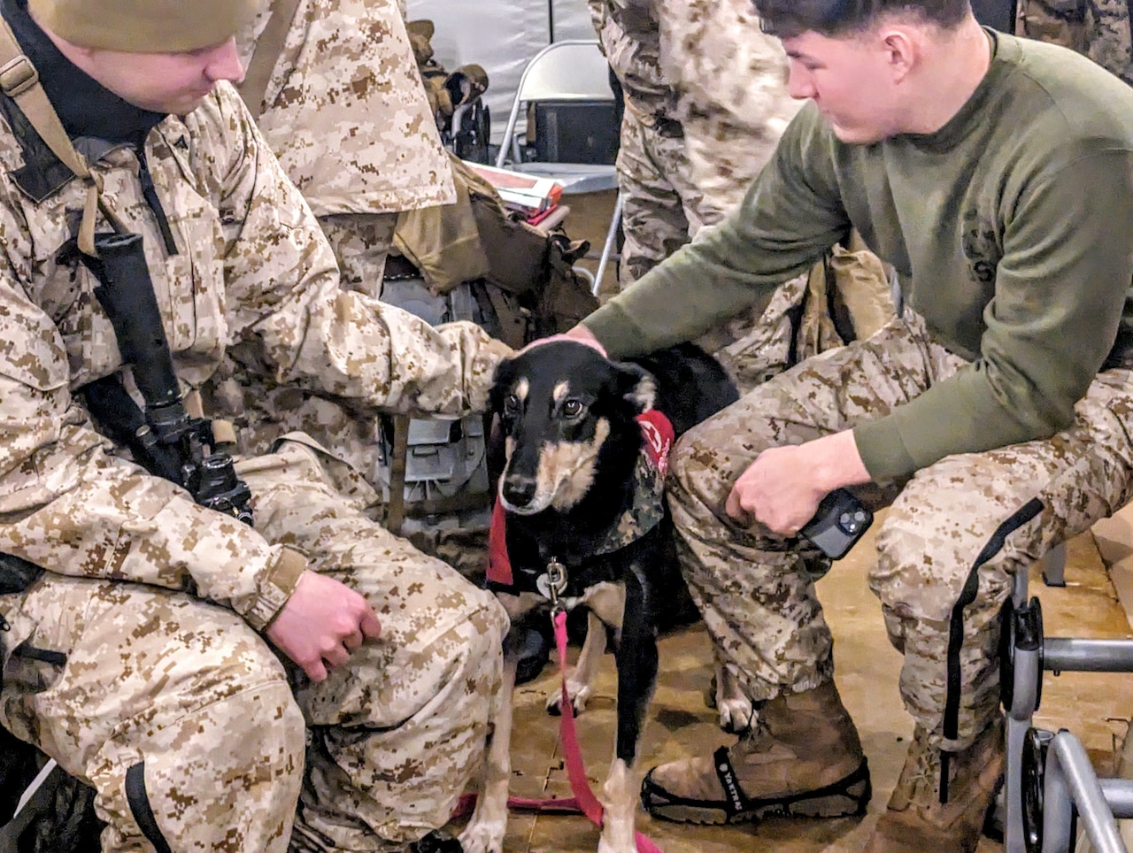 Marines pet a dog.