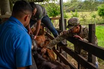 The team traveled out to the Olancho Department, working hand-in-hand with students from the Universidad Nacional de Agricultura in Olancho, to deworm & administer antibiotics and vitamins to over three hundred cattle.