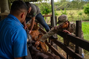 The team traveled out to the Olancho Department, working hand-in-hand with students from the Universidad Nacional de Agricultura in Olancho, to deworm & administer antibiotics and vitamins to over three hundred cattle.