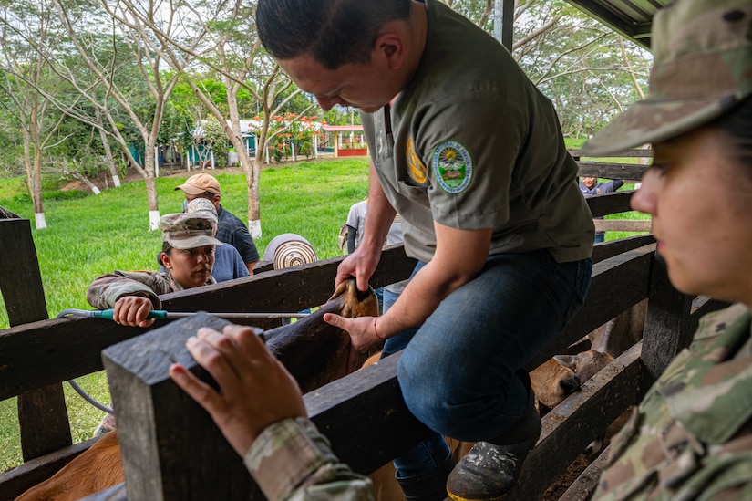 The team traveled out to the Olancho Department, working hand-in-hand with students from the Universidad Nacional de Agricultura in Olancho, to deworm & administer antibiotics and vitamins to over three hundred cattle.