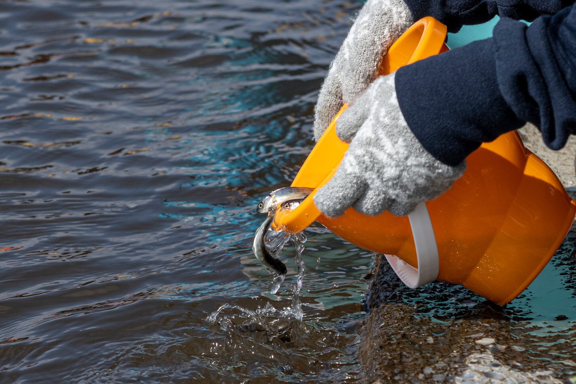 A group of juvenile salmon are released into the Oirase River during the 25th annual Oirase Salmon Release at Shimoda Salmon Park, Japan, March 16, 2024.