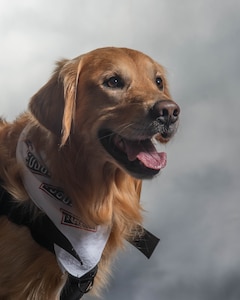 Ranger, Delaware USO therapy dog, poses for a photo at Dover Air Force Base, Delaware, March 22, 2024. Ranger was among 18 therapy dogs from USO centers worldwide nominated for the 2023 USO Canine Volunteer of the Year Award. (U.S. Air Force photo by Mauricio Campino)